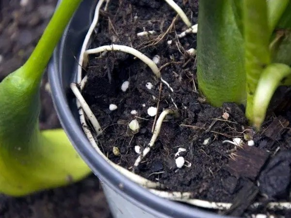 有機肥在花卉種植上的使用，如何給花卉施肥