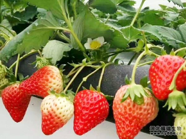 種植草莓可以只施用有機肥料嗎？