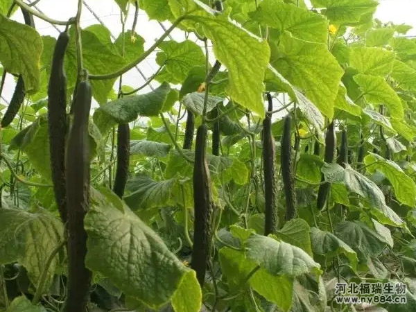 生物有機肥在黃瓜種植上應用效果及施肥方法