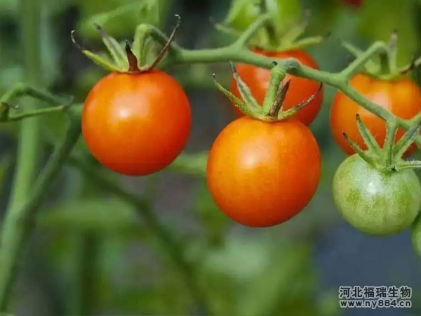 有機肥在番茄/西紅柿種植上應用及施肥方法