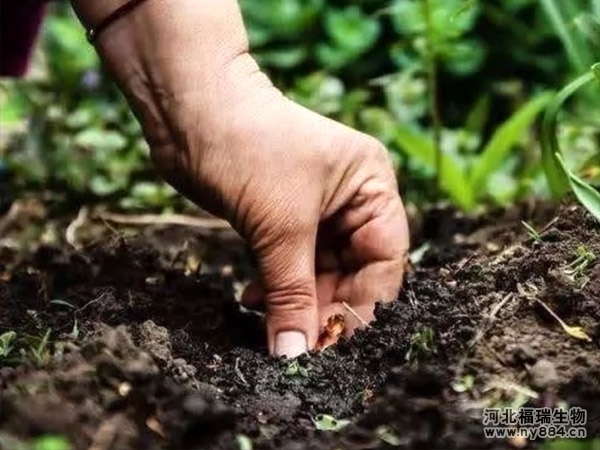 微生物有機肥有哪些作用，在土壤中扮演著什么角色？