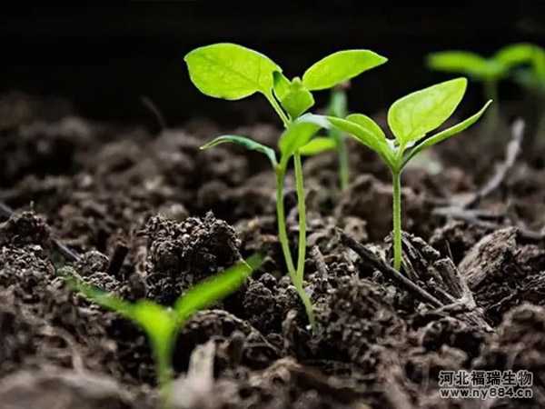 生物菌肥施用后在土壤中起著什么作用？