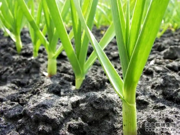 微生物菌肥在大蒜種植上的使用，怎么施肥才正確？