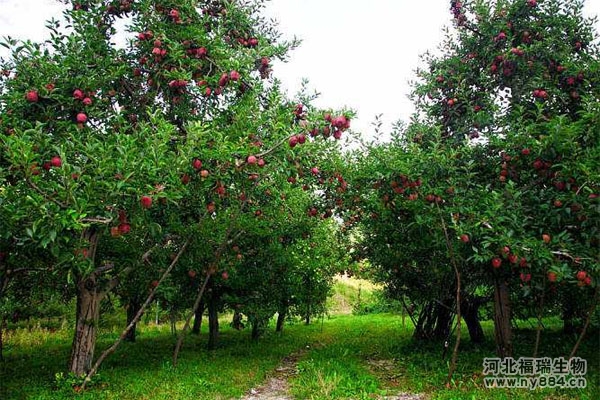 蘋果樹施肥方法，有機肥在蘋果種植上的使用