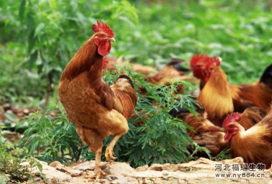 養雞場處理雞糞的方法是什么？養雞場雞糞應該怎么處理才好？
