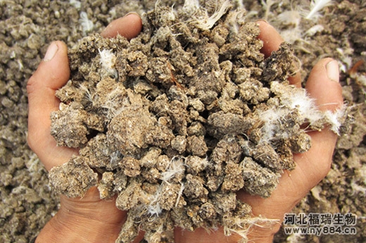雞糞作為常用有機肥原料，為什么卻沒法直接使用？